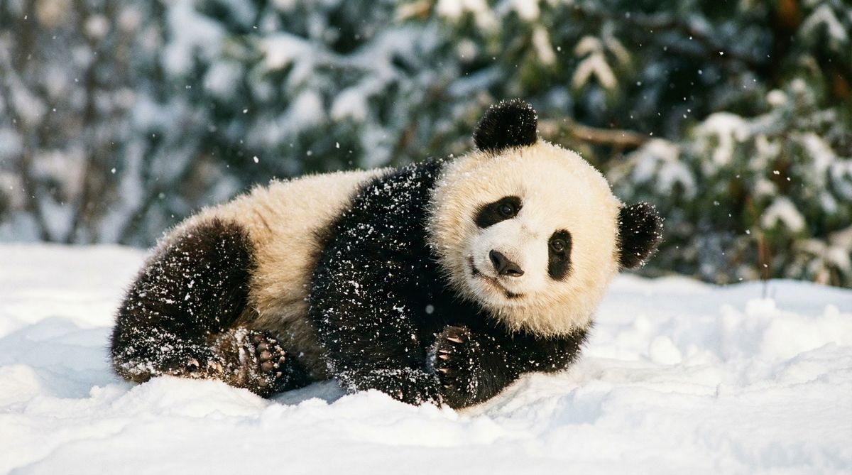 玩物社区熊猫视频社区